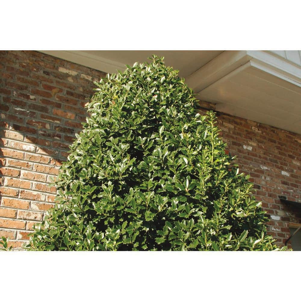 SOUTHERN LIVING 7 Gal. Oakland Holly Shrub with Bright Green Foliage 15833