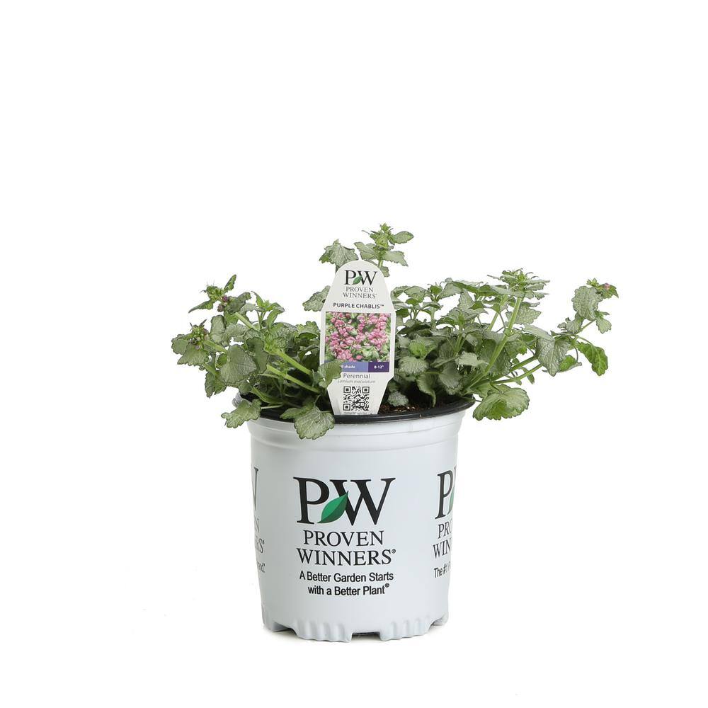 PROVEN WINNERS Purple Chablis Dead Nettle (Lamium) Live Plant Purple Flowers and Silver-Green Foliage 0.65 Gal. HEUPWP2097103