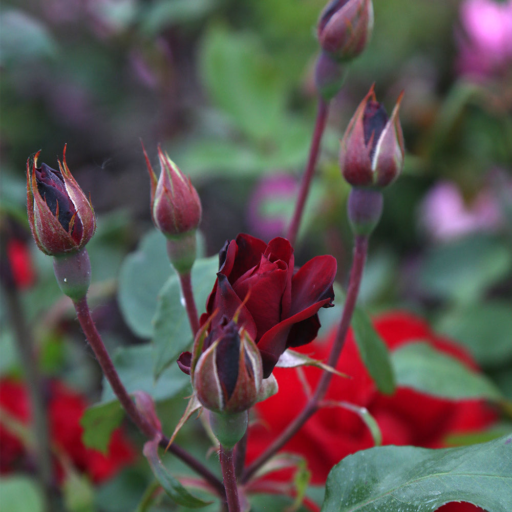 Black Ice Shrub Rose by Heirloom Roses - Red Rose Bush