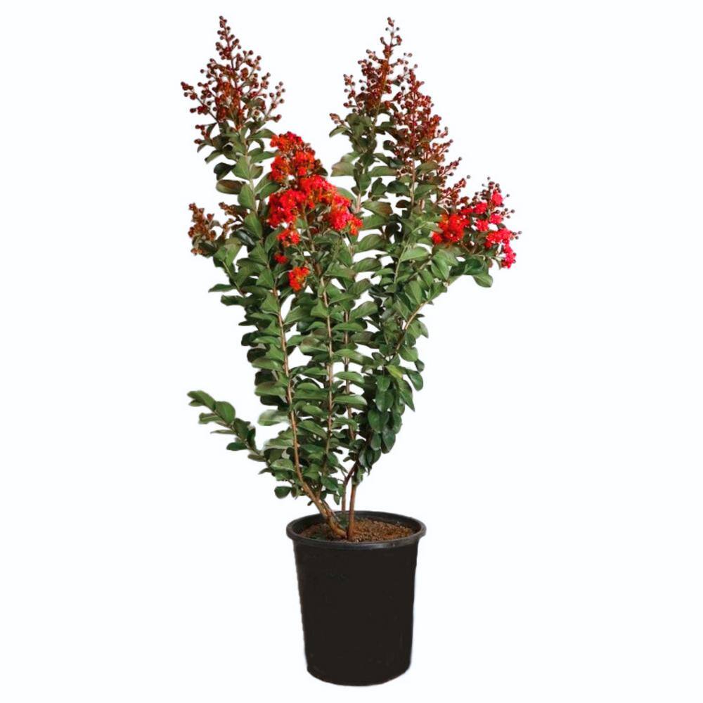 Alder  Oak #5 Container Dynamite Red Crape Myrtle Deciduous Tree LADM05