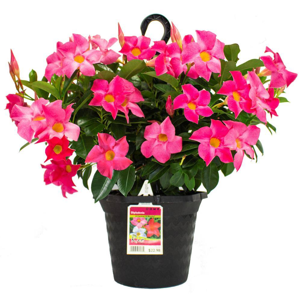 Rio 1.15 Gal. (#10) Hanging Basket Dipladenia Flowering Annual Shrub with Pink Blooms 1004124219