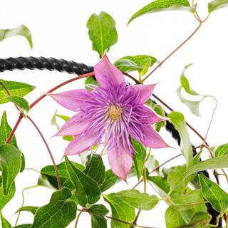 METROLINA GREENHOUSES 2.5 Qt. Westerplatte Red Clematis Plant 4059