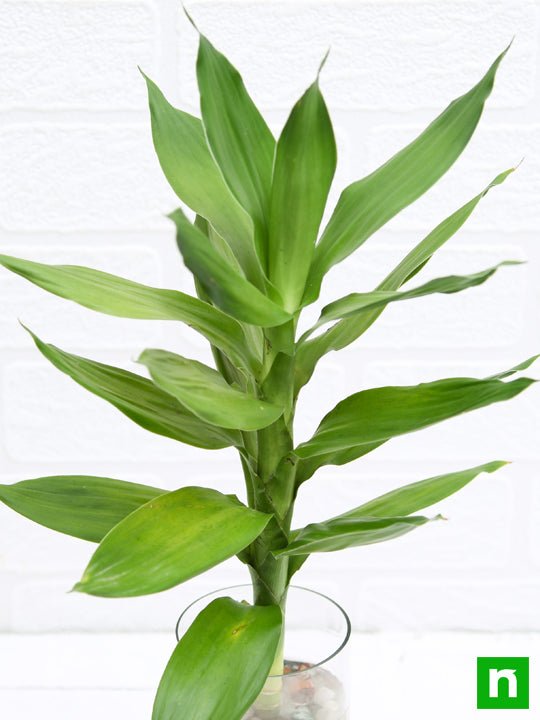 30 cm Lotus Lucky Bamboo Plant in a Glass Vase with Pebbles