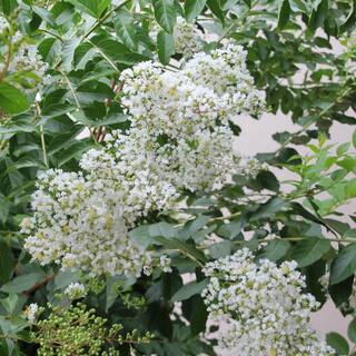 national PLANT NETWORK 3 gal. Crape Myrtle Natchez Shrub with White Flowers HD1832