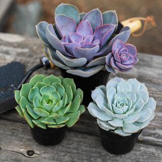 SMART PLANET 9 cm. Assorted Desert Rose Echeveria Succulent Plant (3-Pack) 0881005