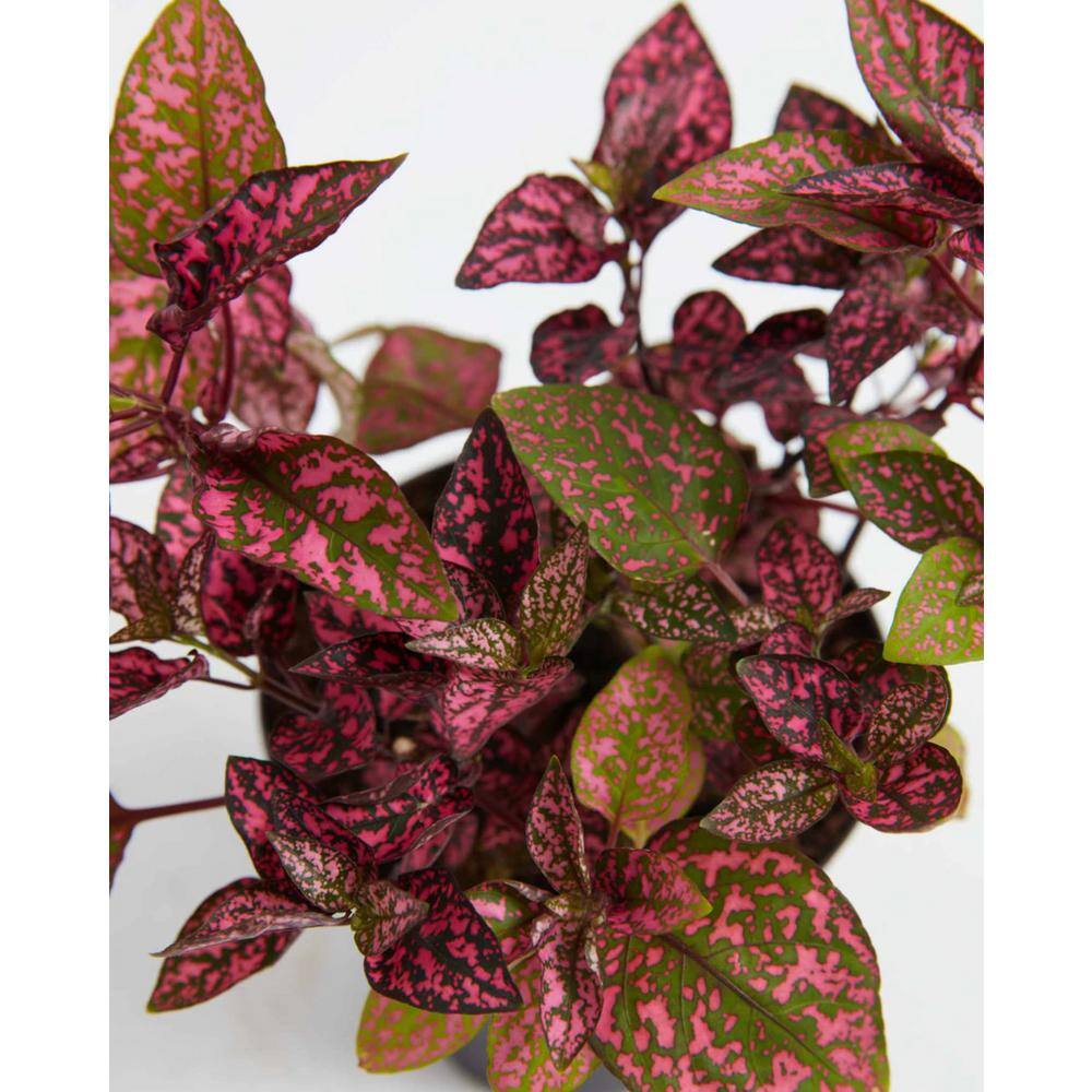 LIVELY ROOT 4 in. Pink Polka Dot Plant (Hypoestes Phyllostachya) Plant in Grower Pot LFPNKDT