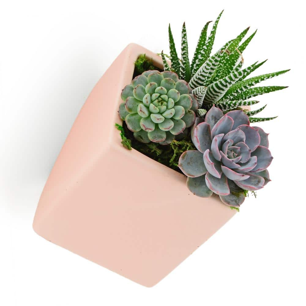 Arcadia Garden Products Cube 3-12 in. x 4 in. Coral Ceramic Wall Planter WP11CL