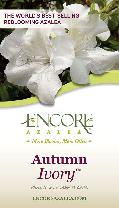 Encore Azalea Autumn Ivory (1 Gallon) White Flowering Shrub - Full Sun Live Outdoor Plant