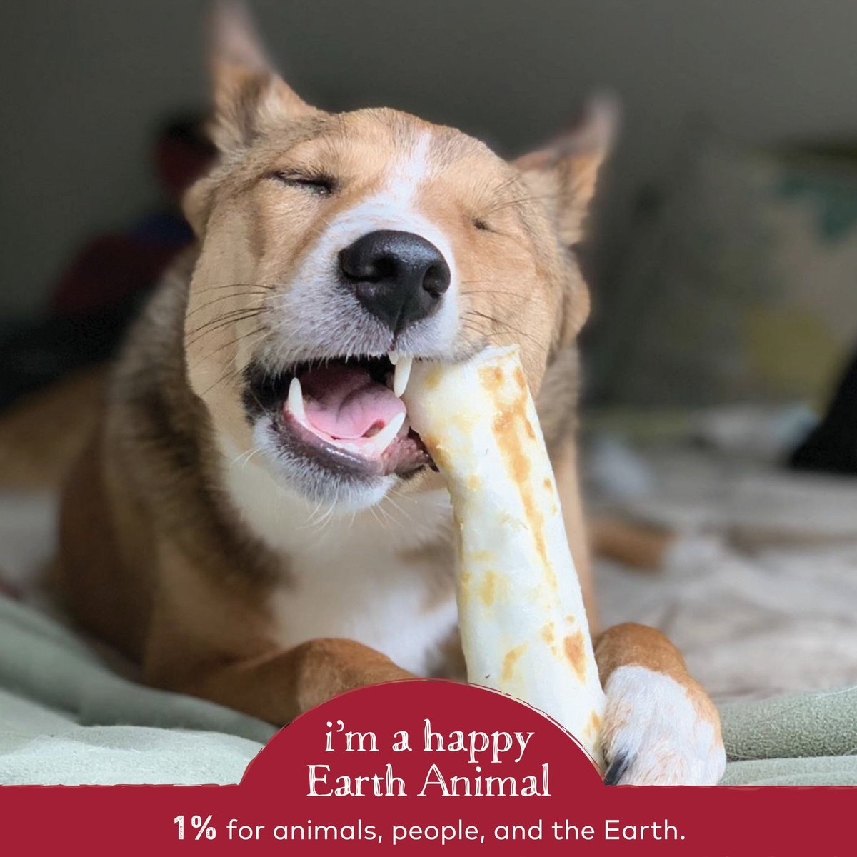 Earth Animal No-Hide Long Lasting Natural Rawhide Alternative Beef Recipe Medium Chew Dog Treats， 2 count