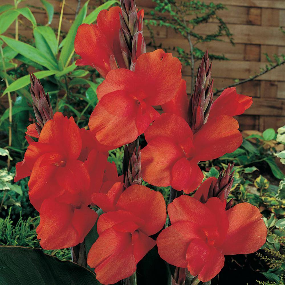 VAN ZYVERDEN Cannas Red King Humbert (Set of 5 Bulbs) 83456