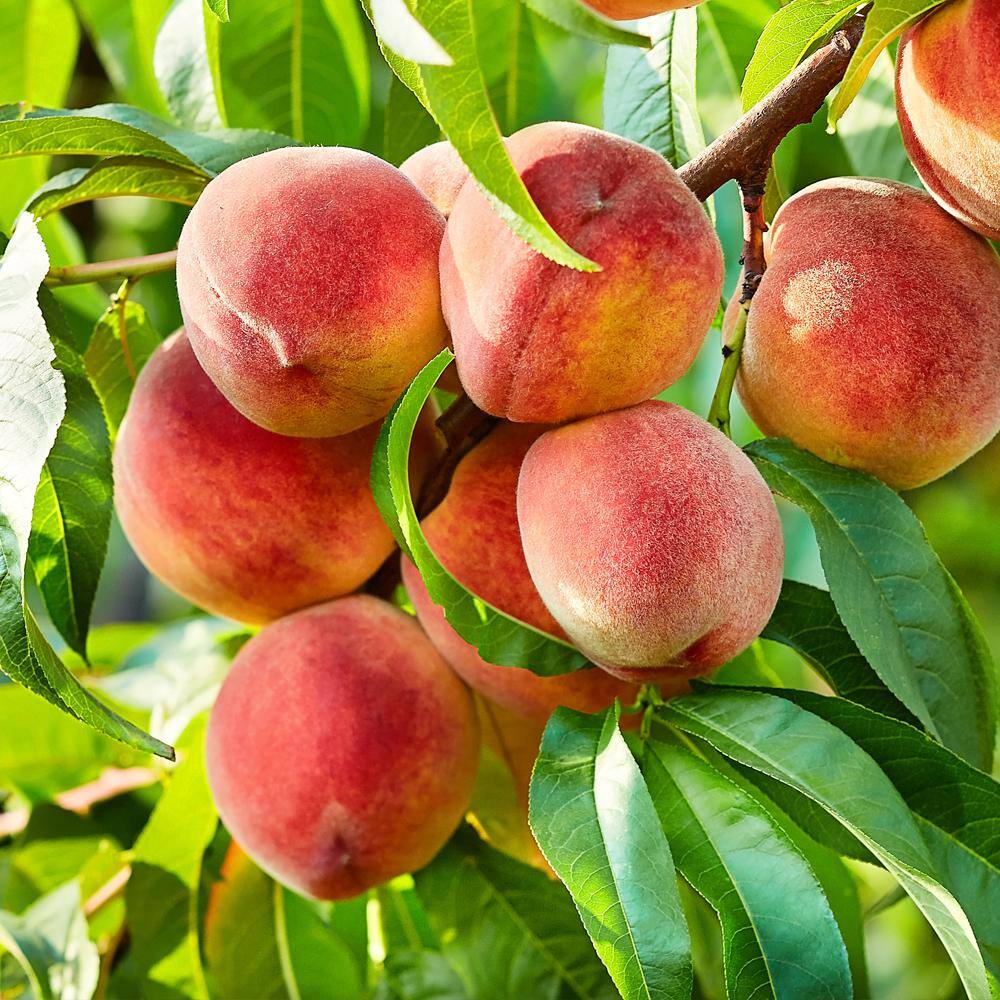 Contender Peach Fruit Tree PCHCON05G