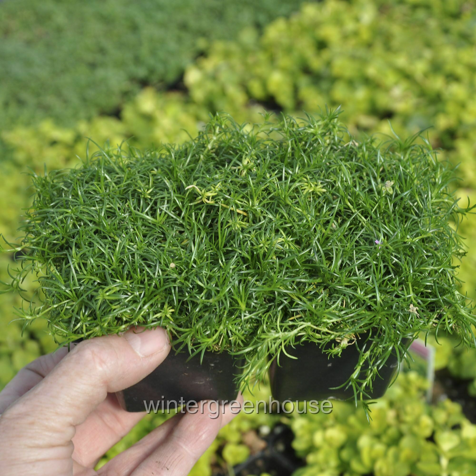 Sagina Subulata， Irish Moss Ground Cover， Pack Of 4 Plants - Pot Size: 4x 2.63x1.72x2.75