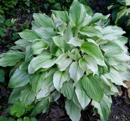 3 White Feather Hosta Roots - Unbelievable/Rare - 3 Bareroots