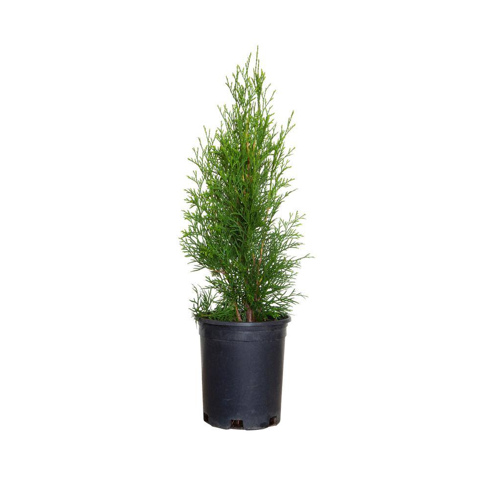 FLOWERWOOD 2.5 Qt. Emerald Green Arborvitae (Thuja) Live Evergreen Shrub Green Foliage 5520Q