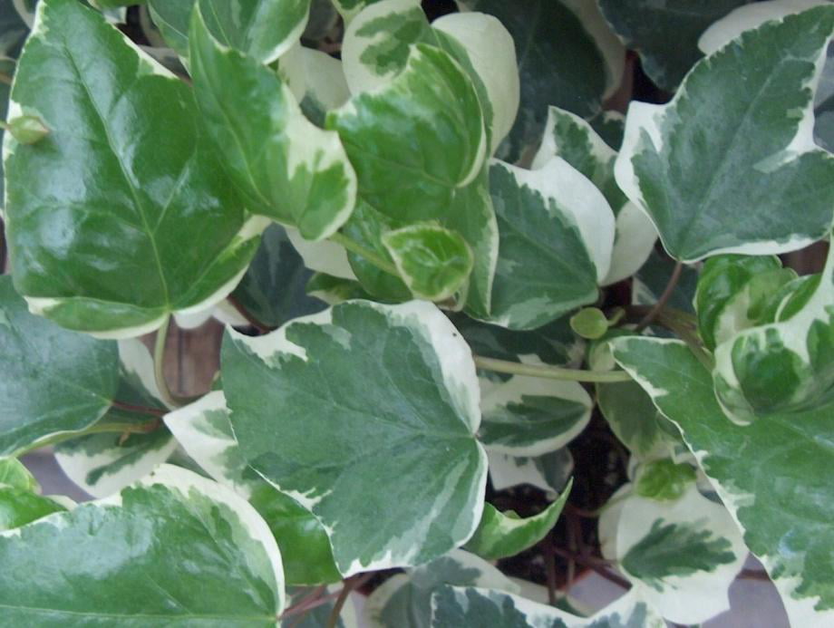 Classy Groundcovers - Variegated Algerian Ivy 'Glorie'， 'Variegata'， Canary Island Ivy， North African Ivy， Madeira Ivy {25 Pots - 3 1/2 inch Square}