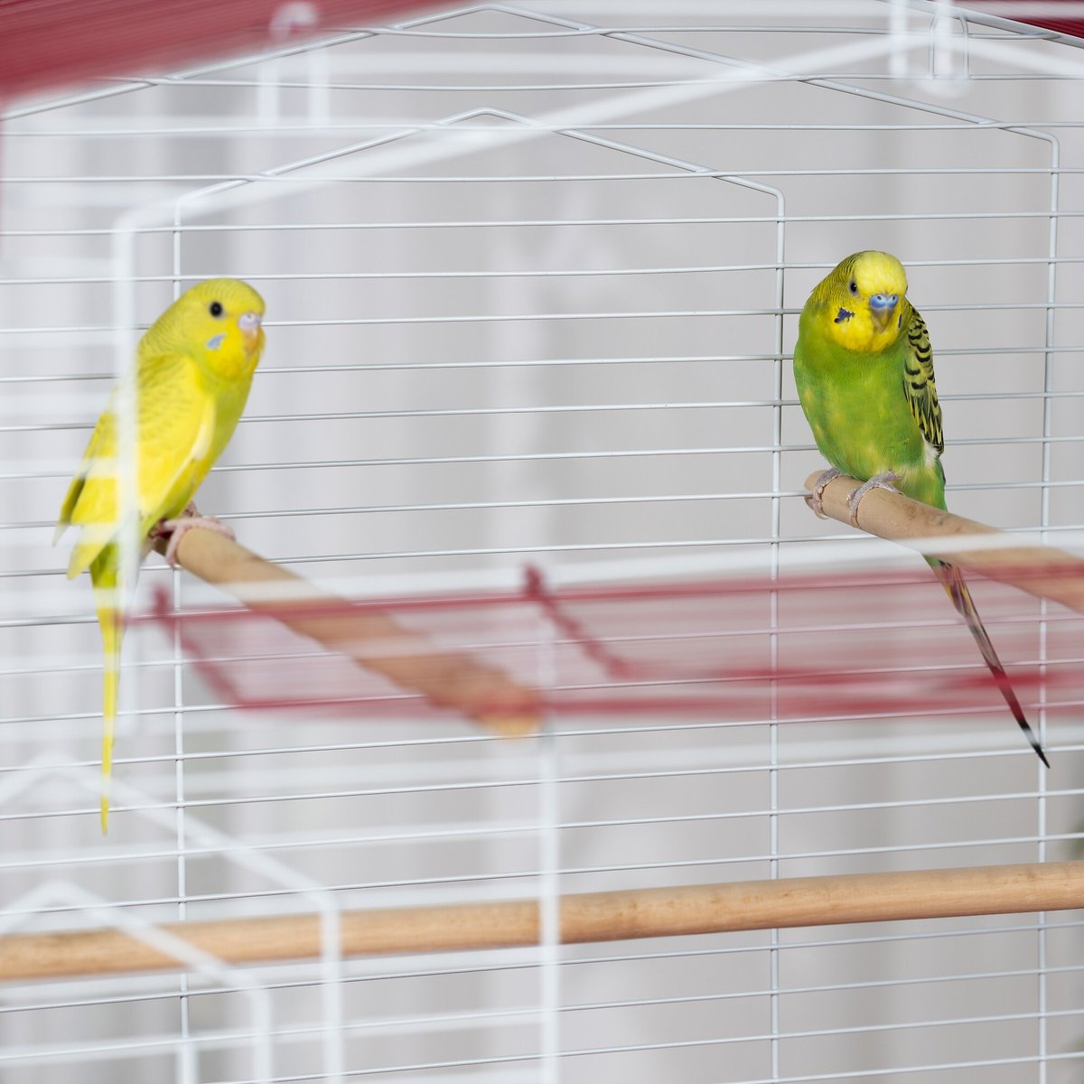 Prevue Pet Products Cockatiel Flight Bird Cage