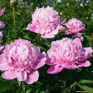BELL NURSERY 2 Gal. Sarah Bernhardt Peony (Paeonia) Live Shrub with Pastel Pink Double Blooms PEONY2SBP1PK