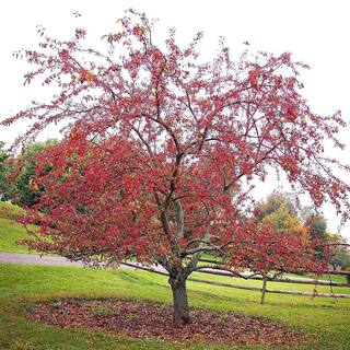 Centurion Crabapple Pink Flowering Ornamental Tree CRACEN05G