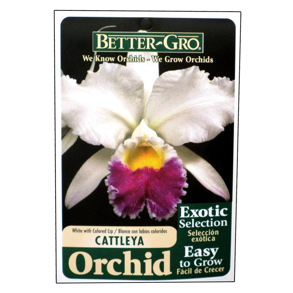 Better-Gro 4 in. Blooming Size White with Red Lip Cattleya Packaged Orchid 20324