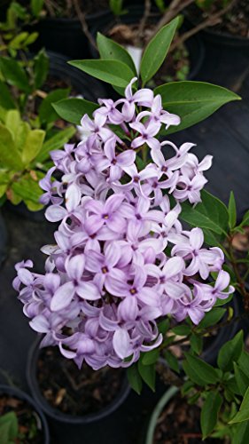 Palibin Lilac