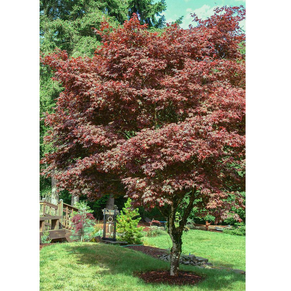 Spring Hill Nurseries 2.25 Gal. Pot Bloodgood Japanese Maple Ornamental Tree (1-Pack) 91653