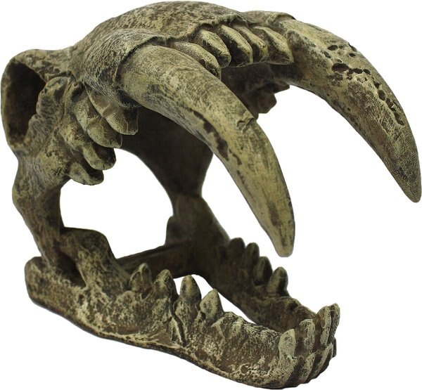 Komodo Large Saber Tooth Skull， Medium