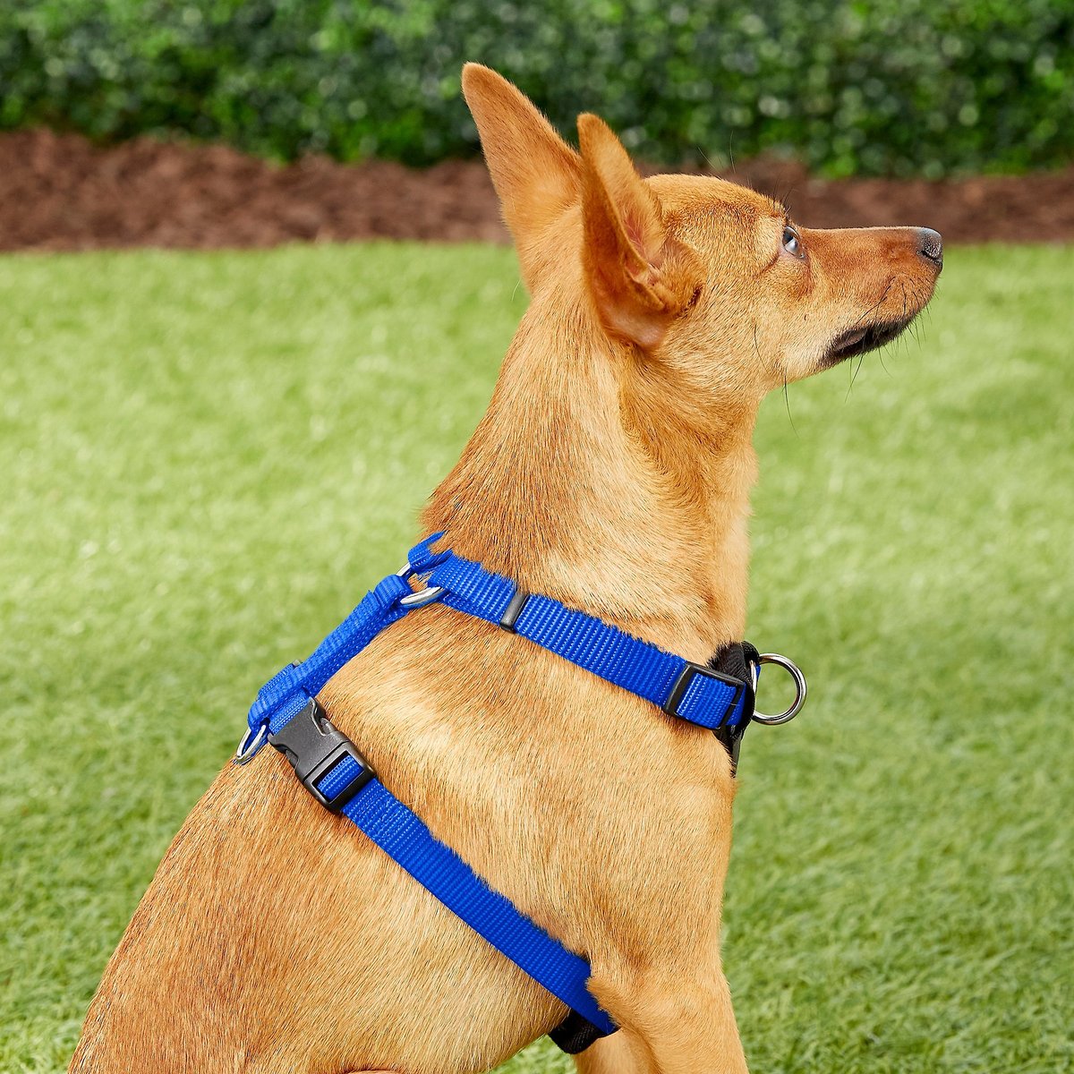 Frisco Padded Nylon No Pull Dog Harness