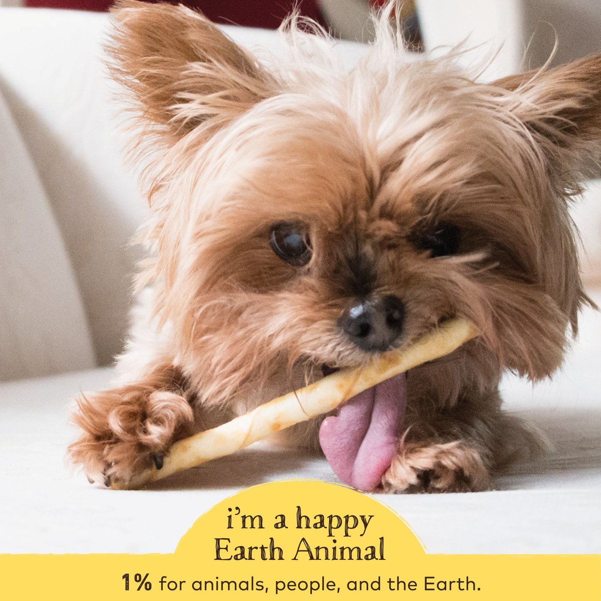 Earth Animal No-Hide Long Lasting Natural Rawhide Alternative Peanut Butter Recipe Stix Chew Dog and Cat Treat Sticks， 10 count