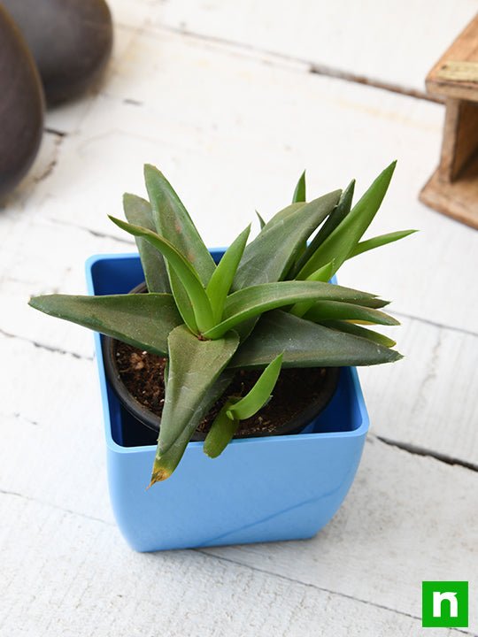 Alworthia Black Gem - Succulent Plant