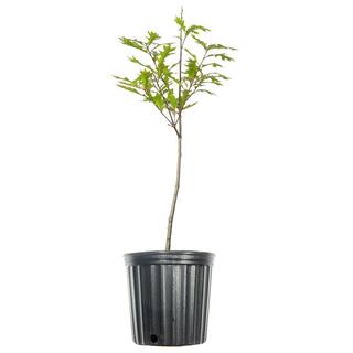 Perfect Plants Nuttall Oak Tree in 1 Gal. Grower's Pot Heavy Producer of Acorns THD00571