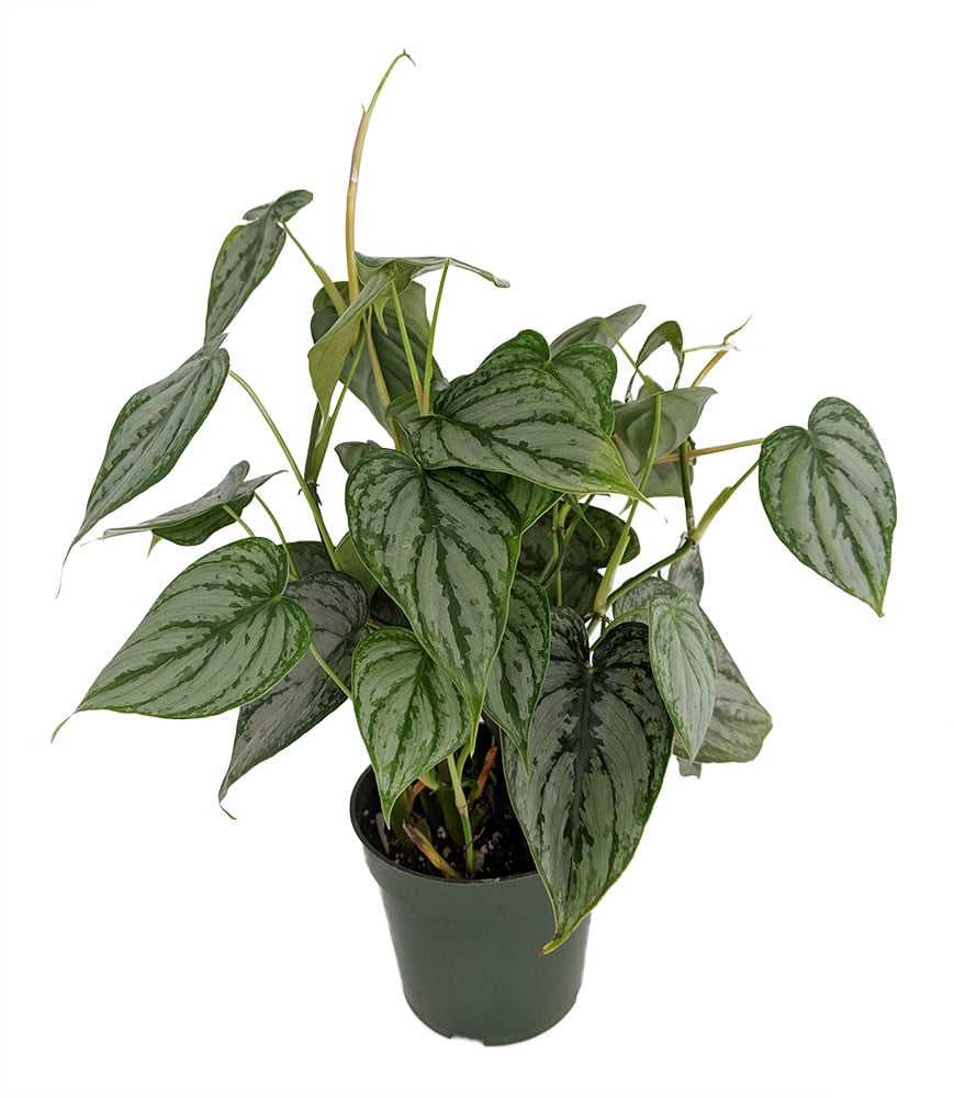 Brandi Philodendron - Easiest House Plant to Grow - 4