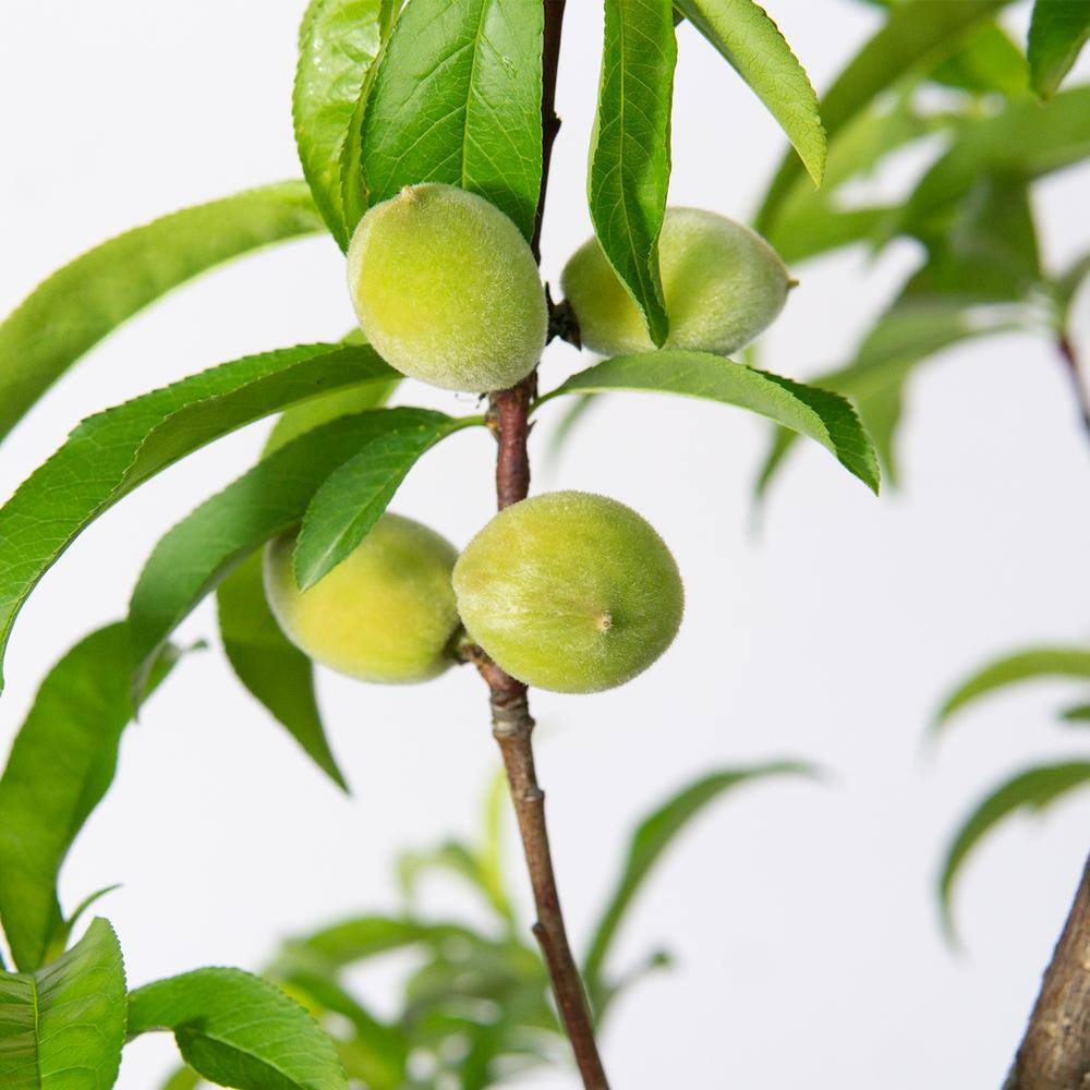 Perfect Plants 4-5 ft. Tall July Prince Peach Tree in 5 Gal. Grower's Pot Early Spring Blooms form Summer Fruit THD00575