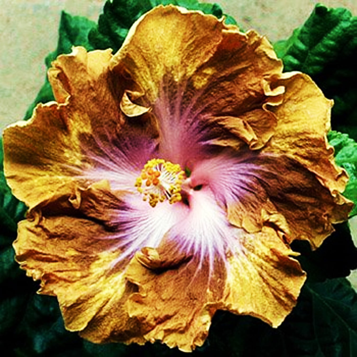 Exotic Hibiscus 'Butter Cup' Rose of Sharon (Hibiscus) Flower Shrub， Blue Flowers Hardy Korean Rose of Sharon Starter 25+ seeds pack