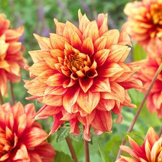 Vigoro Dazzling Magic Dinnerplate Dahlia Flower Bulbs Bare Roots (Bag of 2) ECS-201-02-01