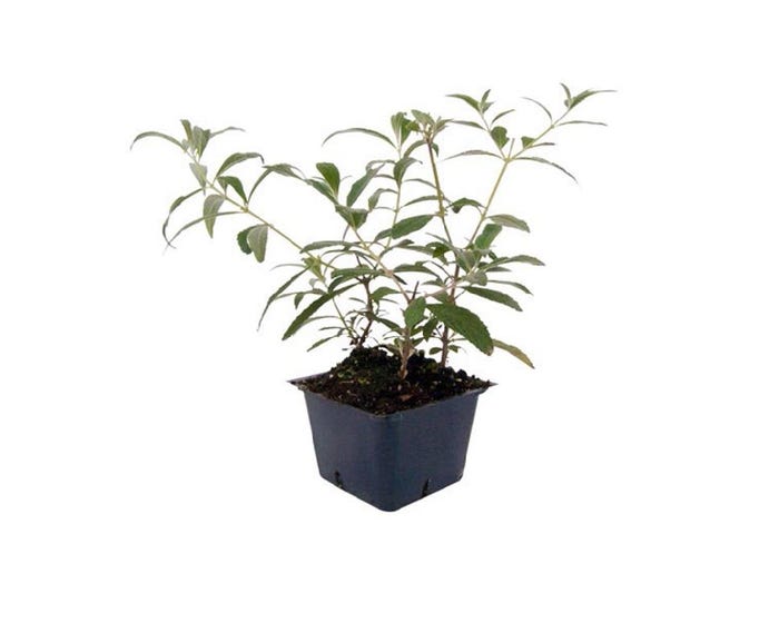 Capstone Plants Buddleia Assorted Colors 2G Pot