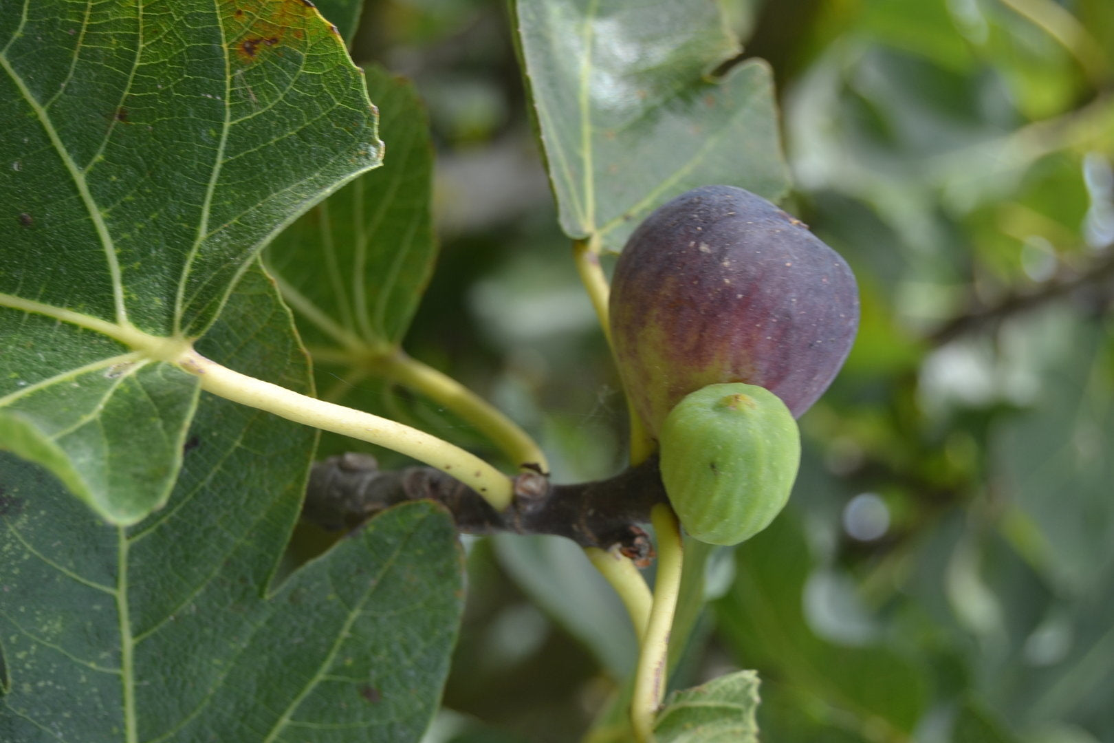 Fig Tree - Live Fruit Tree in a 3 Gallon Pot - Ficus Carica 'Black Mission - Tropical Edible Fruit Bearing Tree