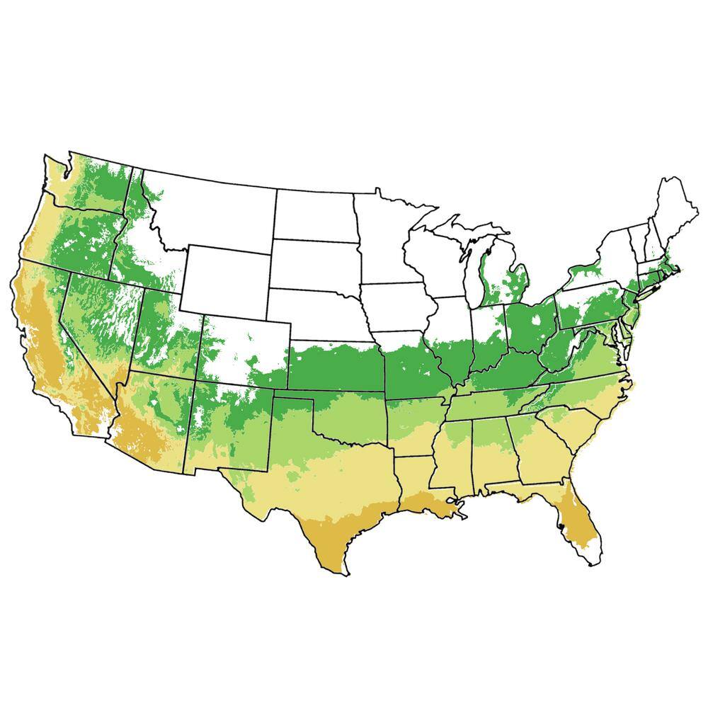 1 Gal. Nutall Oak Shade Tree OAKNUT01G