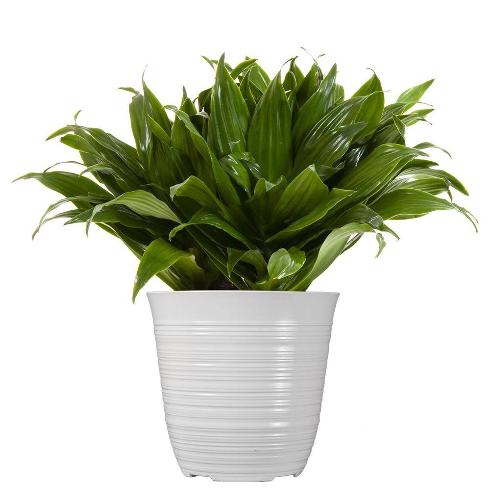 United Nursery Dracaena Janet Craig Plant in 6 inch White Decor Pot 74325