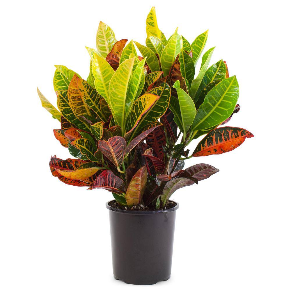 Pure Beauty Farms 2.5 Qt. Croton Petra Shrub Plant in 6.33 In. Grower's Pot (2-Plants) DC1GCROTON2