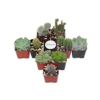 Shop Succulents 2 in. Cactus and Succulent (Collection of 9) CS9