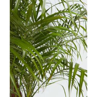 LIVELY ROOT 10 in. Pygmy Date Palm (Phoenix Roebelenii) Plant in Grower Pot LRDTPALM