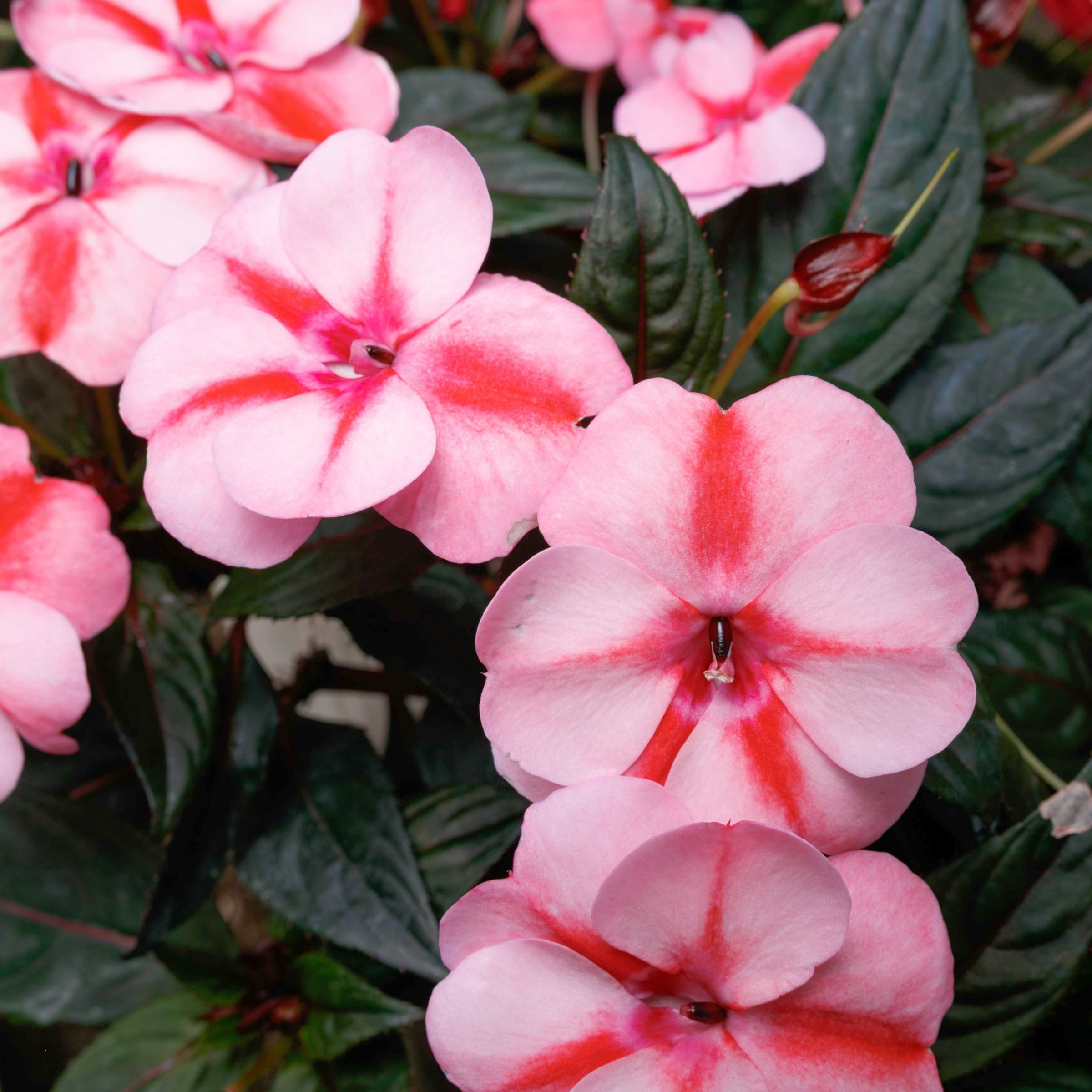 Impatiens， Next Generation SunPatiens® Vigorous Peach Candy - 3 piece