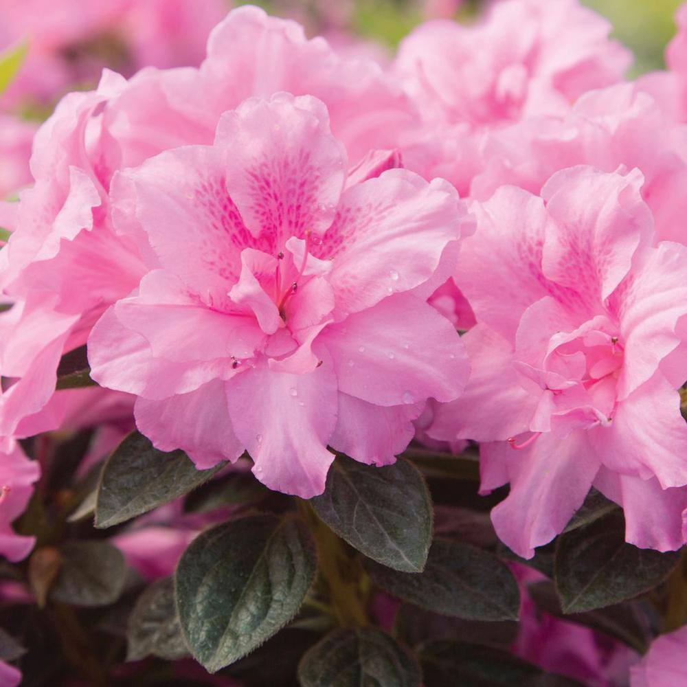 ENCORE AZALEA 3 Gal. Autumn Carnation Reblooming Azalea Shrub with Pink Flowers 80393