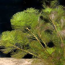 Cabomba Caroliniana Bunch Live Aquarium Plants BUY2 GET1 FREE