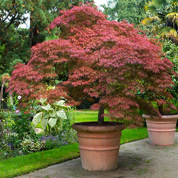 Red Dragon Japanese Maple Tree