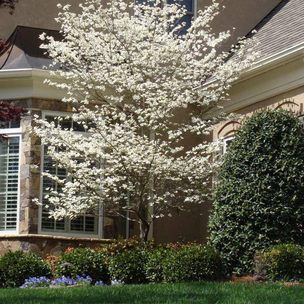 7 Gal. Cloud 9 Dogwood Flowering Deciduous Tree with White Flowers DOGCLO07G