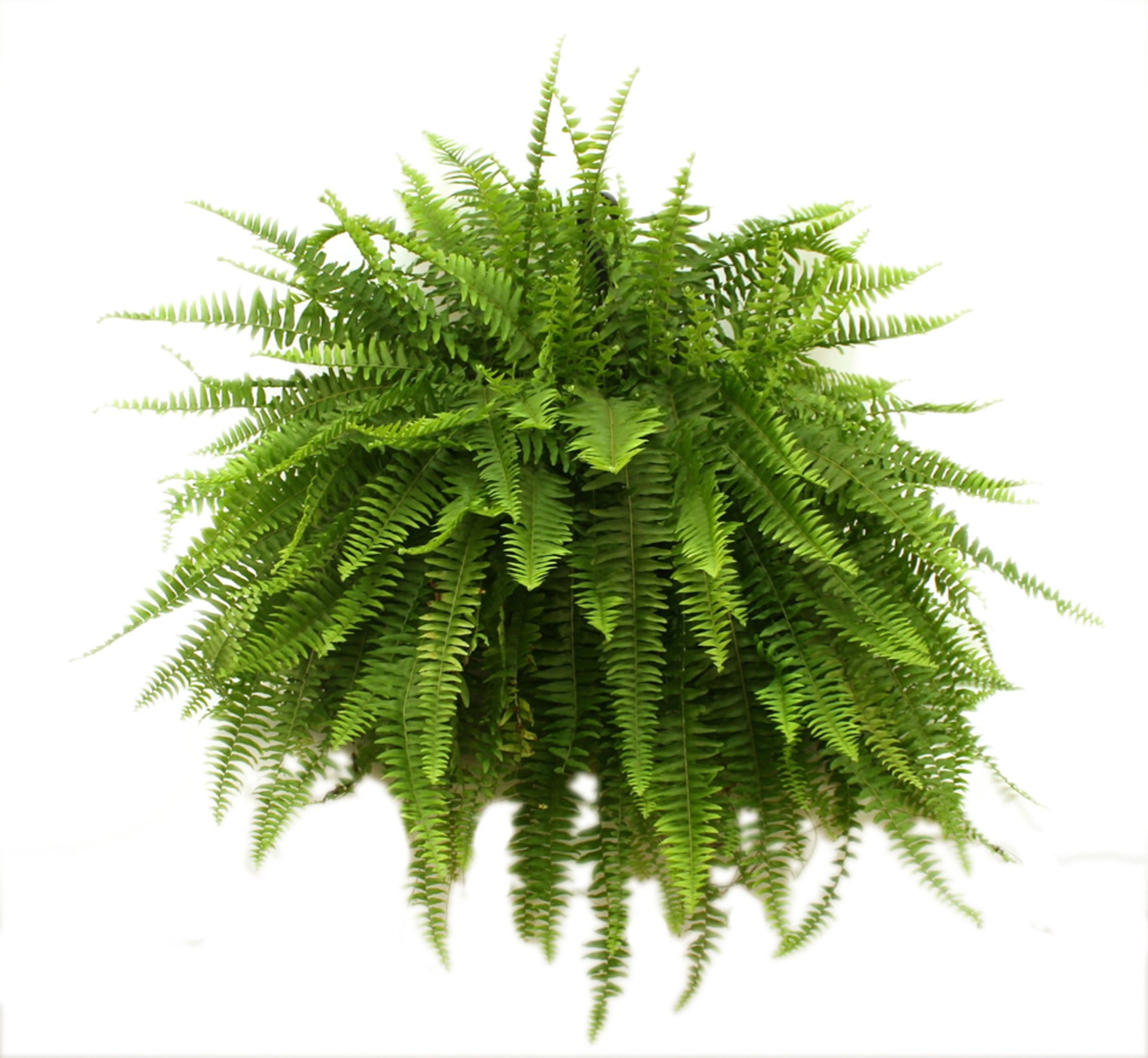 Costa Farms Expert Gardener Live Indoor 16in. Tall Green Boston Fern; Bright， Indirect Sunlight Plant in 10in. Grower Pot