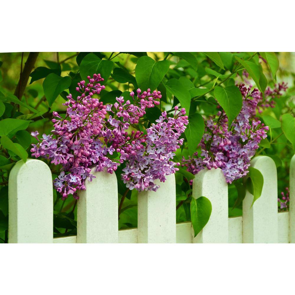 Online Orchards 18 in. - 36 in. Tall Bare-Root Royal Purple Lilac Shrub FLLI001