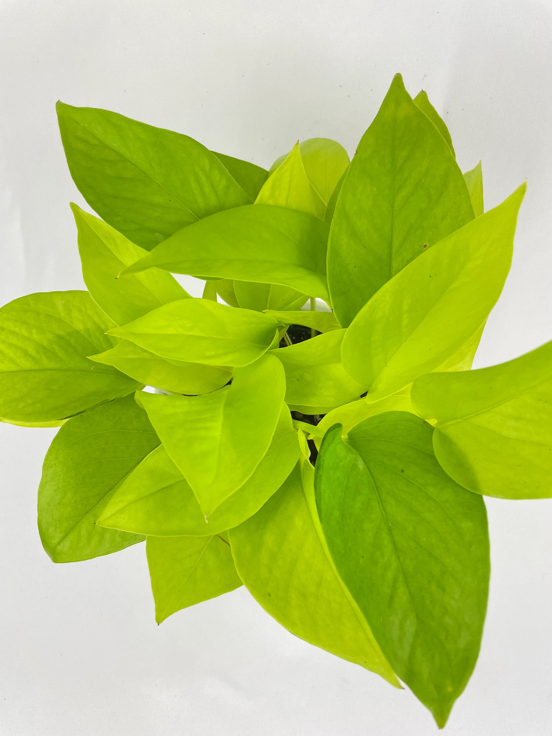 Neon Lemon Lime Pothos