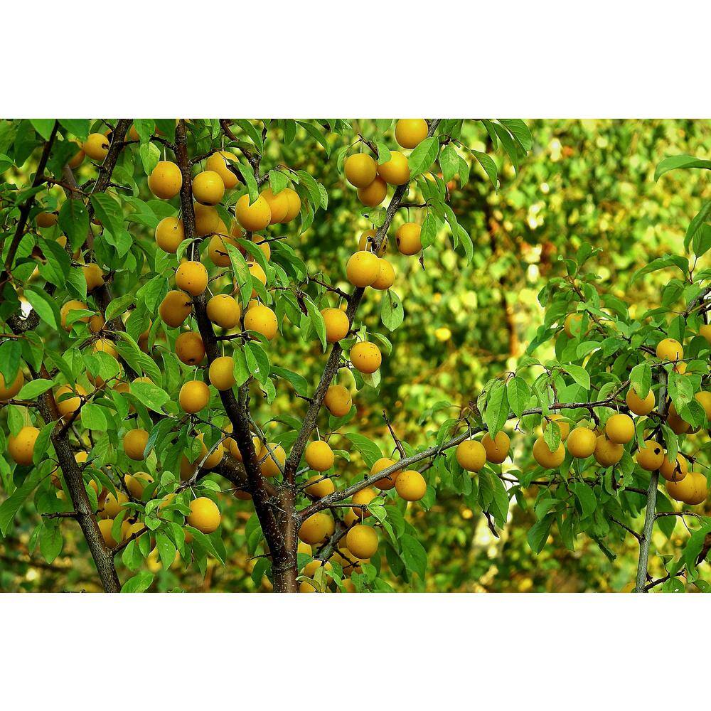 Online Orchards Dwarf Shiro Plum Tree Bare Root FTPL004